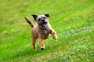 Border Terrier